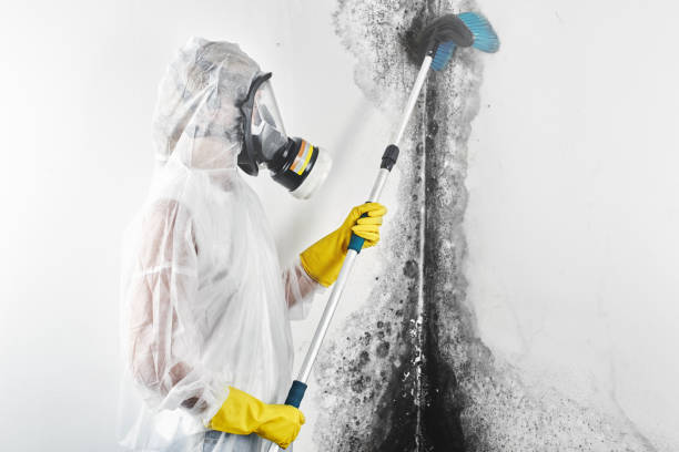 Best Mold Remediation for Healthcare Facilities  in Dresden, TN