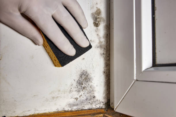 Best Attic Mold Removal  in Dresden, TN